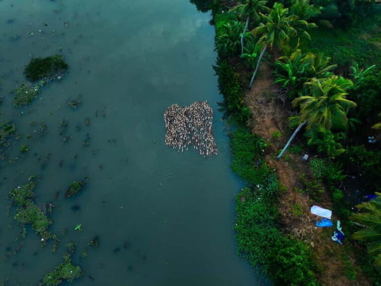 Kumarakom: Sunset Cruise with Village Life and Local Food - Practical Details and Tips