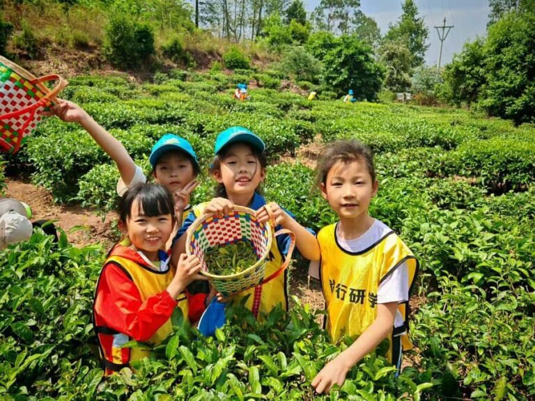 Kunming Private Tea-Making Experience with Hotel Pickup - Who Will Enjoy This Tour?