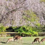 Kyoto and Nara Day Tour with Kobe Beef Lunch - The Sum Up
