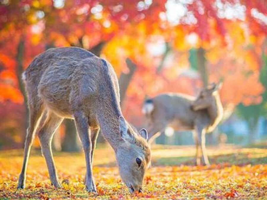 Kyoto And Nara Heritage Day Tour With Optional Culture Lunch - Practical Details and What You Need to Know