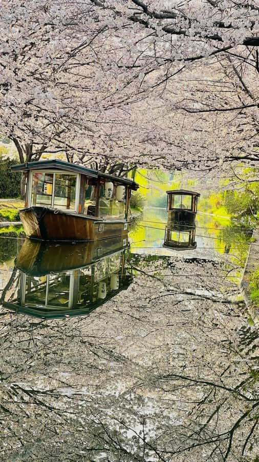 Kyoto and Nara: private tour with English speaking Guide - Deep Dive into the Itinerary & What You’ll Experience