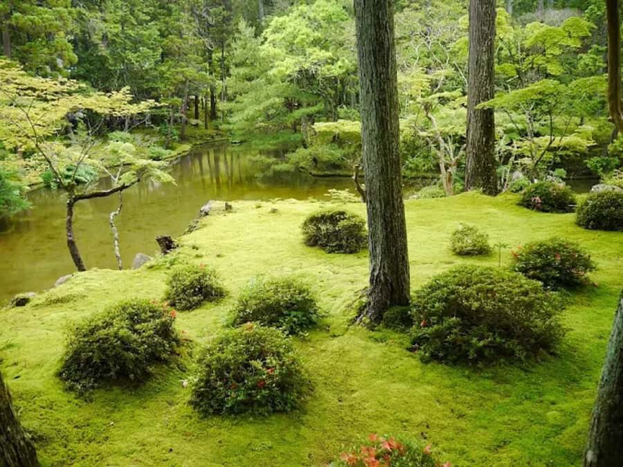 Kyoto: Arashiyama and Sagano Guided Walking Tour - The Details: What’s Included and What to Expect