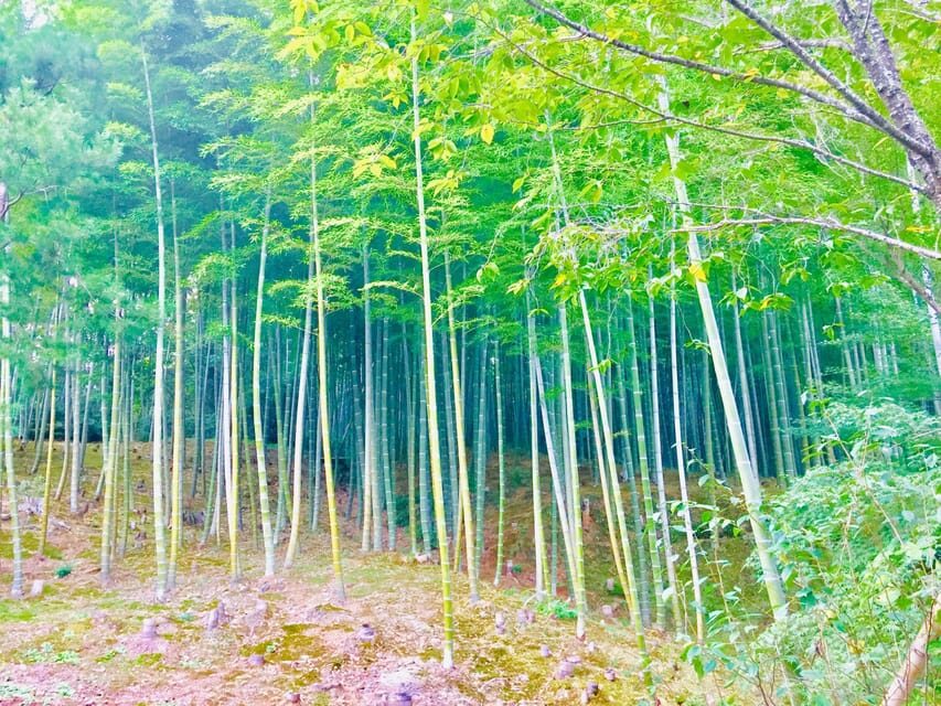 Kyoto, Arashiyama: Bamboo Grove Half-Day Private Guided Tour - An In-Depth Look at the Itinerary