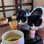Kyoto: Ethical Cat Sanctuary & Traditional Tea Ceremony - Who Will Enjoy This Experience?