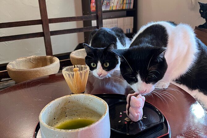 Kyoto: Ethical Cat Sanctuary & Traditional Tea Ceremony - Who Will Enjoy This Experience?