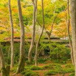 Kyoto: Hidden Temples Guided Tour with Arashiyama Visit - The Experience in Detail