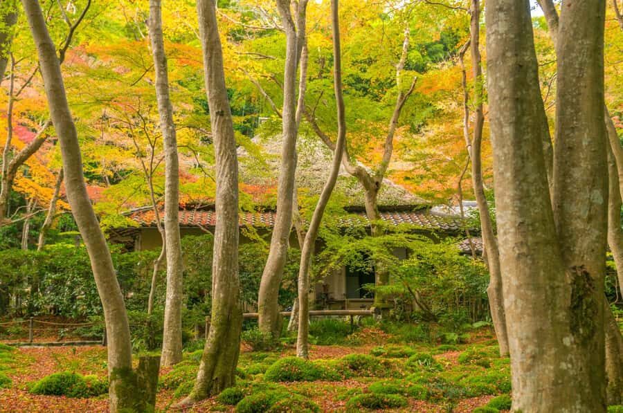 Kyoto: Hidden Temples Guided Tour with Arashiyama Visit - The Experience in Detail