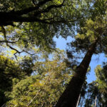 Kyoto: Kifune Shrine and the Sacred Kifune Valley Day Trip - What We Love About This Tour