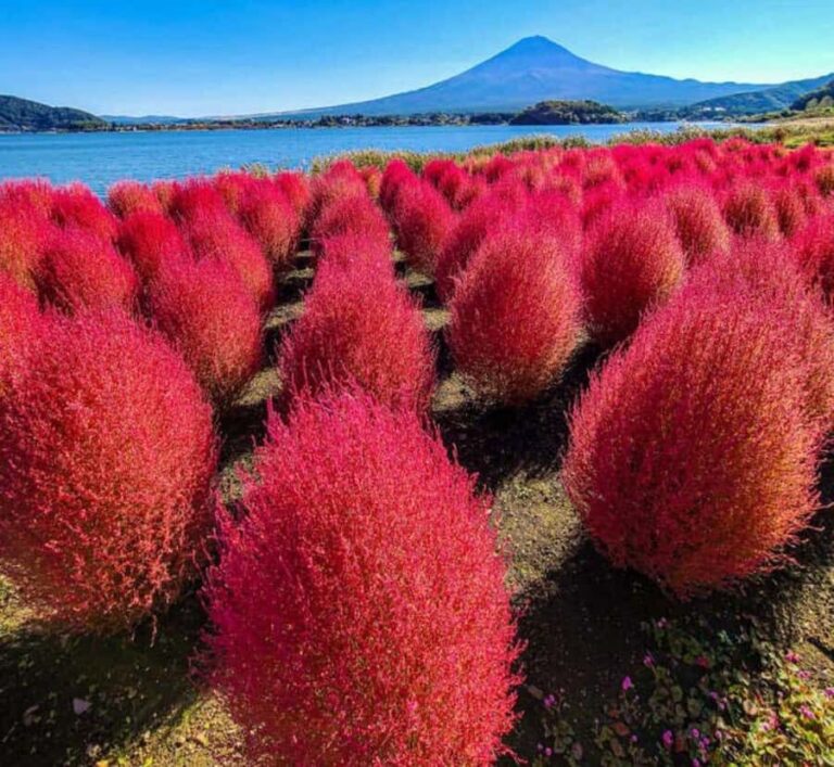 Kyoto: Mount Fuji Private Tour with English Speaking Driver - Customizable Stops: Making It Your Day