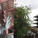 KYOTO-NARA: Giant Buddha Deer Pagoda "Geisya" (Italian, full day) - What Makes This Tour Stand Out?
