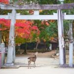 Kyoto & Nara: Private Family Tour with Hotel Pickup - Who Is This Tour Best For?