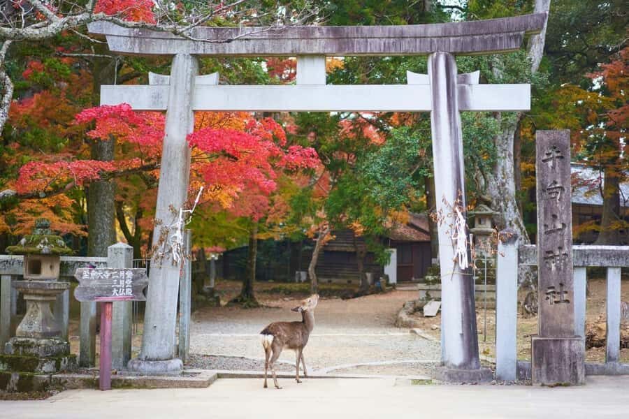 Kyoto & Nara: Private Family Tour with Hotel Pickup - Who Is This Tour Best For?
