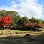 Kyoto/Osaka: Nara Customizable Self-Guided Tour with Driver - Authenticity & Practical Tips