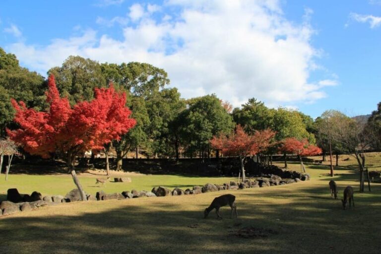 Kyoto/Osaka: Nara Customizable Self-Guided Tour with Driver - Authenticity & Practical Tips