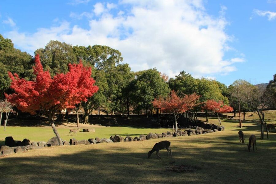 Kyoto/Osaka: Nara Customizable Self-Guided Tour with Driver - Authenticity & Practical Tips