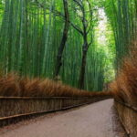 Kyoto/Osaka: Nara, Fushimi Inari Taisha, Arashiyama Bus Tour - The Value of This Tour