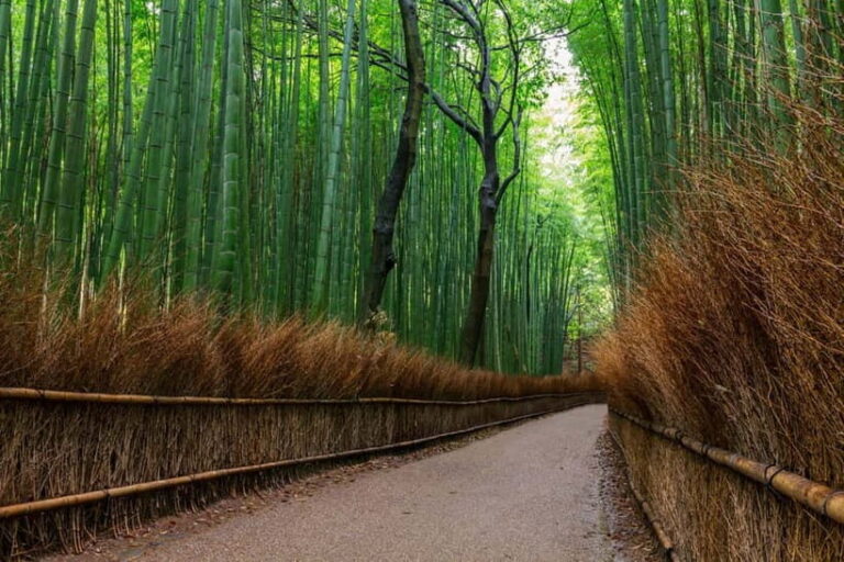 Kyoto/Osaka: Nara, Fushimi Inari Taisha, Arashiyama Bus Tour - The Value of This Tour