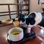 Kyoto: Private/GroupEthical Cat Sanctuary & Tea Ceremony - Authenticity and Reviews