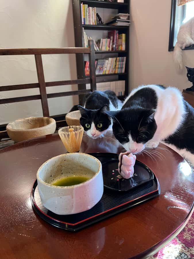 Kyoto: Private/GroupEthical Cat Sanctuary & Tea Ceremony - Authenticity and Reviews