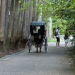 Kyoto: Stroll around the Depths of Arashiyama - Practical Details and What to Expect