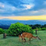 Kyoto:Kimono Tea Ceremony Experiencw Tour - What to Expect from the Tour