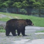Kyushu Natural Adventure Day Tour: Zoo, Onsen & Hellscape - Exploring the Itinerary: From Wildlife to Volcanic Wonders