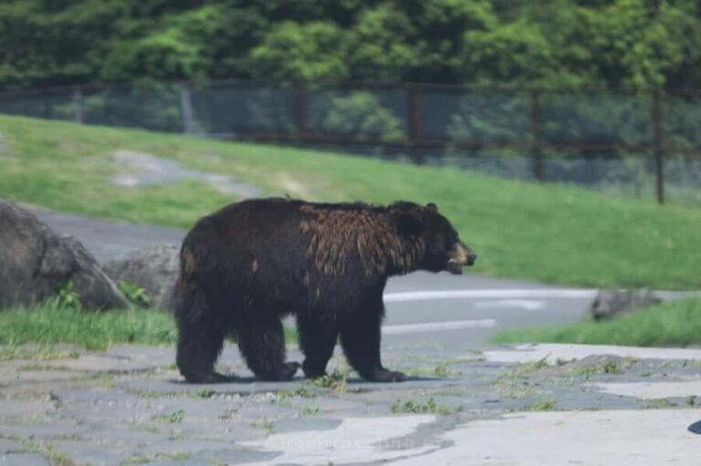 Kyushu Natural Adventure Day Tour: Zoo, Onsen & Hellscape - Exploring the Itinerary: From Wildlife to Volcanic Wonders