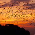 Labuan Bajo : Explore Kalong Island, Kelor & Manjarite - The Itinerary in Detail