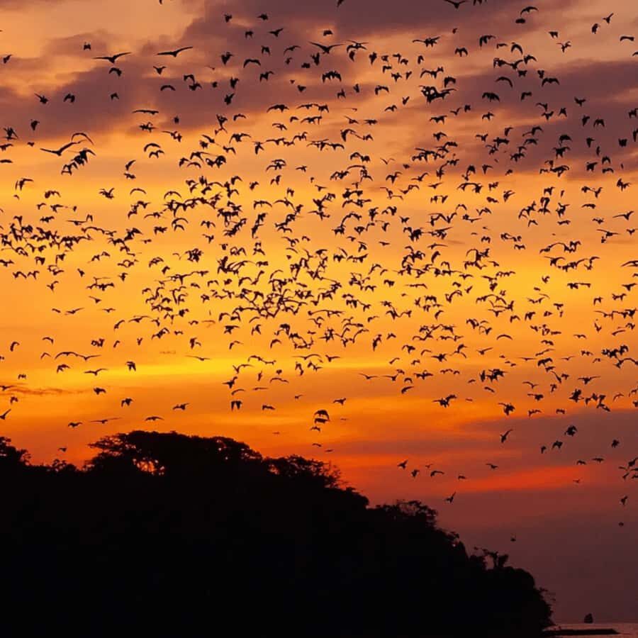 Labuan Bajo : Explore Kalong Island, Kelor & Manjarite - The Itinerary in Detail