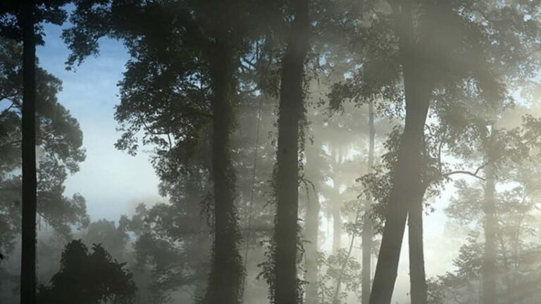 Lahad Datu: 3-Day Danum Valley Rainforest Adventure - Why Choose This Tour?