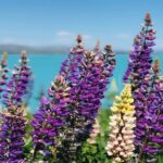 Lake Tekapo to Mt Cook One-Way Small Group Tour - The Itinerary in Detail