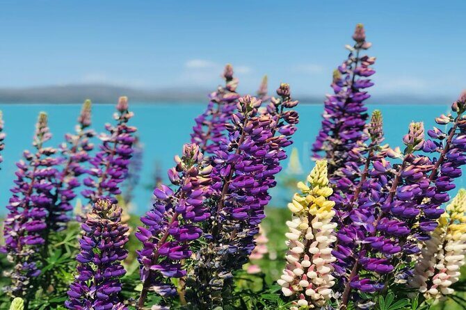 Lake Tekapo to Mt Cook One-Way Small Group Tour - The Itinerary in Detail