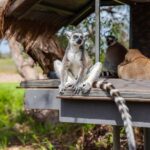 Land of the Lemurs Experience & a Day at Monarto Safari Park - Who Should Consider This Experience?