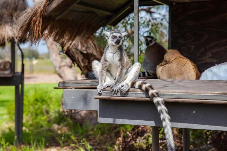 Land of the Lemurs Experience & a Day at Monarto Safari Park - Who Should Consider This Experience?