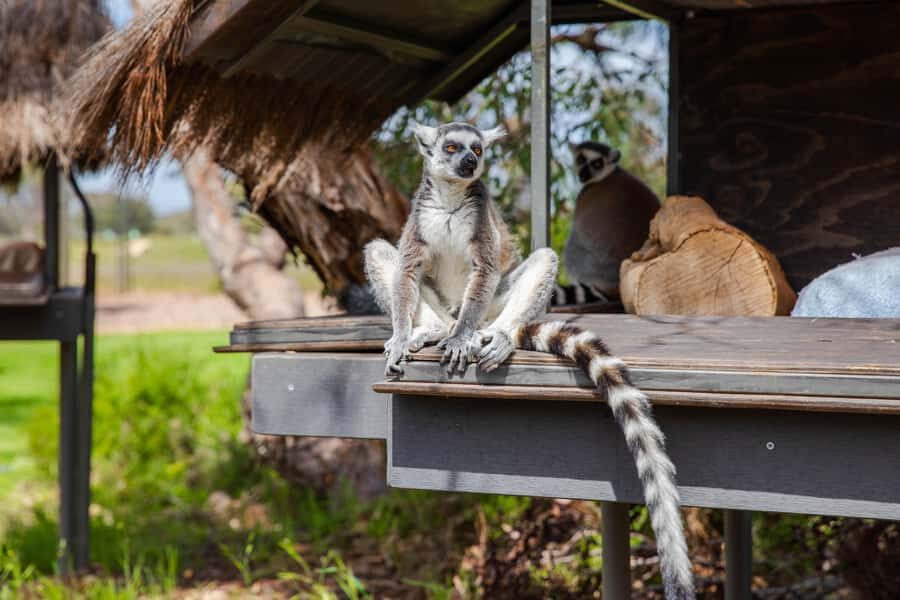 Land of the Lemurs Experience & a Day at Monarto Safari Park - Who Should Consider This Experience?