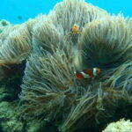Langkawi: Dangli Island Snorkel and Swim Speedboat Tour - An In-Depth Look at the Langkawi Dangli Island Tour