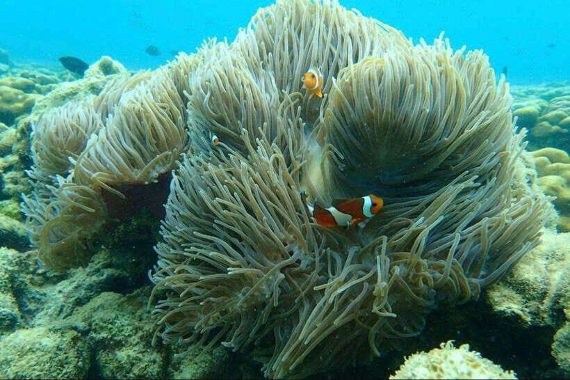 Langkawi: Dangli Island Snorkel and Swim Speedboat Tour - An In-Depth Look at the Langkawi Dangli Island Tour