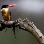 Langkawi: Half Day Birdwatching Tour - What to Wear and Bring