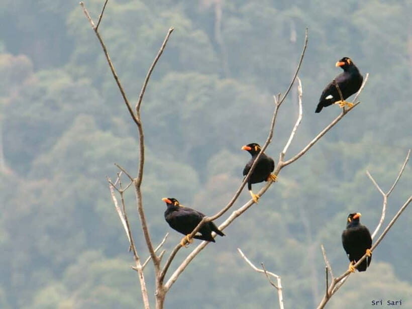 Langkawi: Half Day Birdwatching Tour - The Experience Provider  