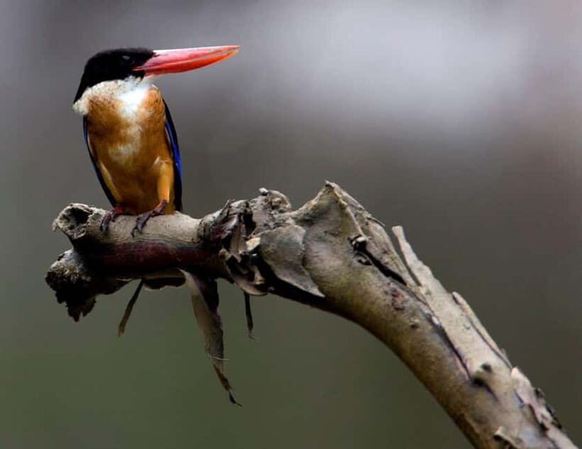 Langkawi: Half Day Birdwatching Tour - What to Wear and Bring