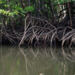 Langkawi: Mangrove Forest Boat Tour with Eagle Watching - Why This Tour Offers Good Value