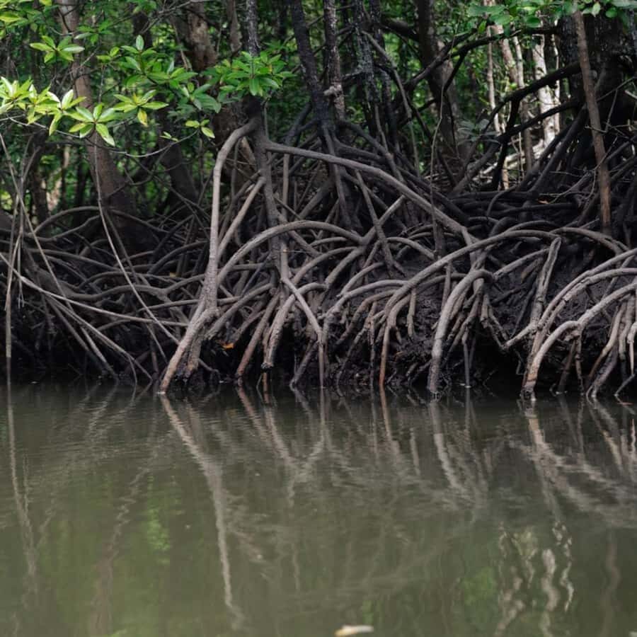 Langkawi: Mangrove Forest Boat Tour with Eagle Watching - Why This Tour Offers Good Value