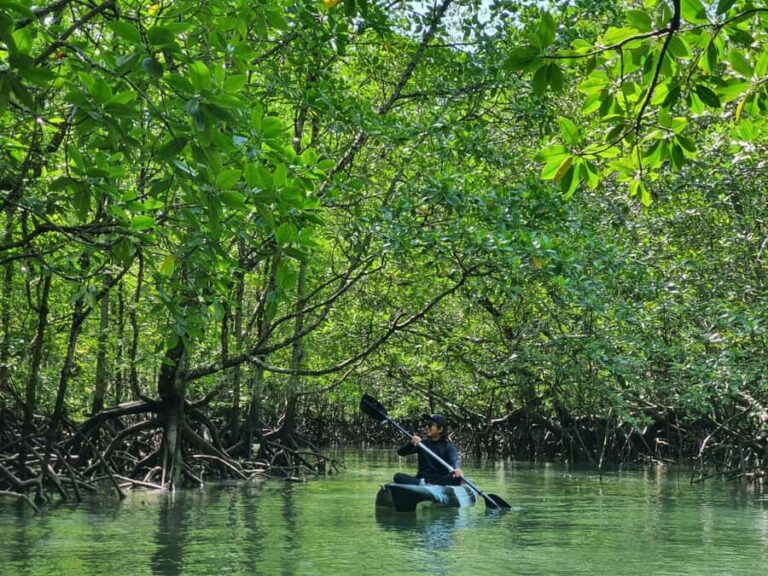 Langkawi: Mangrove Kayak Tour with Wildlife Spotting - Experience Overview