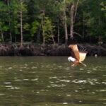 Langkawi: Mangrove River Cruise Sharing 3 Hours - What’s Included and What’s Not