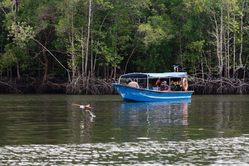 Langkawi Tanjung Rhu Mangrove Private Boat Tour 2 Hours - The Practicalities: What You Need to Know