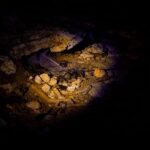 Langkawi:6 Hours Mangrove Night Safari with Pick Up & Dinner - The Experience in Detail