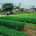 Lantern making class and Tra Que Bike Tour - Who Should Consider This Tour?