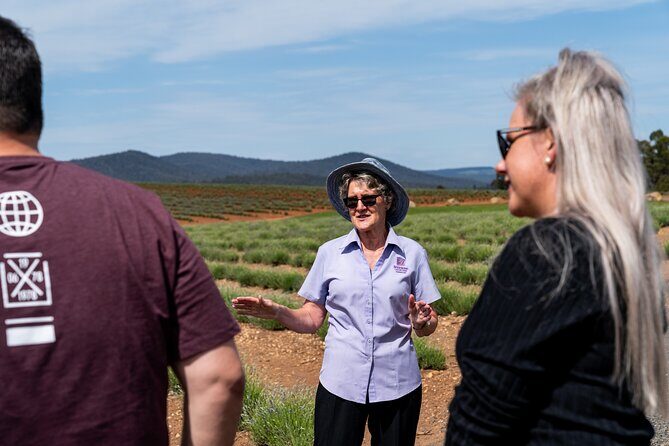 Lavender Farm - Bridestowe Festival of Flowers - Why the Tour Offers Great Value