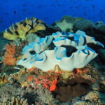 Lembongan Snorkeling at Manta Bay, Crystal Bay and Mangrove - The Practical Details