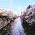 Licensed Guide Tokyo Meguro Cherry Blossom Walking Tour - What to Expect and Practical Tips